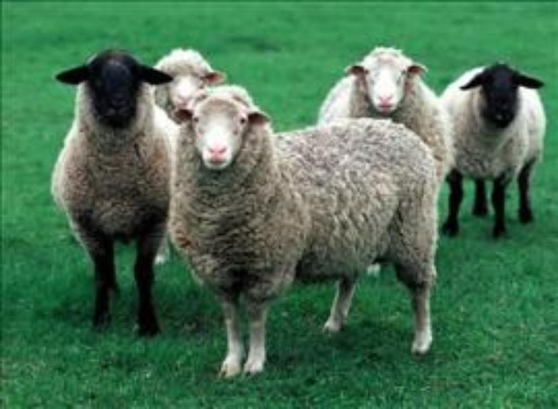 havelock wool
